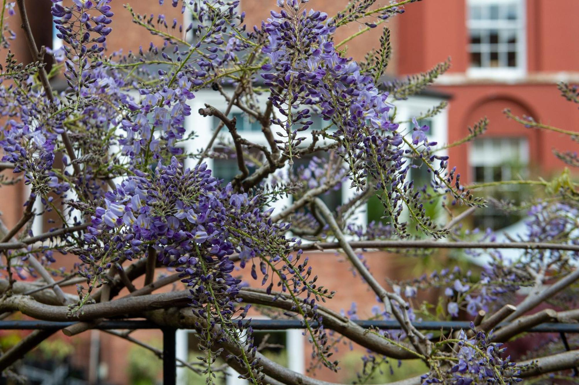 Darwin'S Townhouse Bed & Breakfast Shrewsbury Luaran gambar Wisteria sinensis